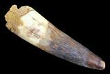 Real Spinosaurus Tooth - Composite Tooth #82981-1